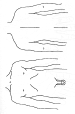 torac-abdom masc. ant-post